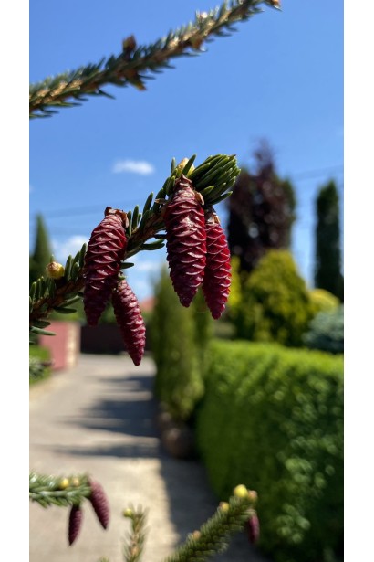 Ялина східна Ауреоспіката / Ауреа